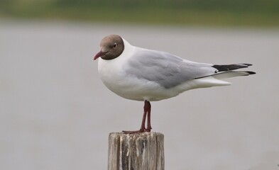 Obraz premium Mouette rieuse à tête noire en Baie de Somme 