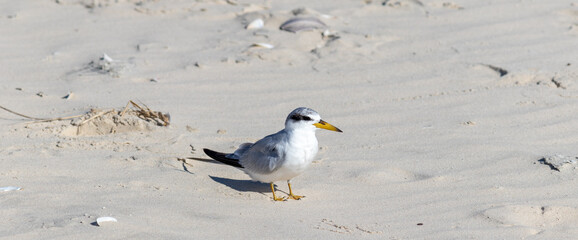 The beauty of the Yellow-billed tern found in Barra de Tramandaí in Rio Grande do Sul, Brazil.	