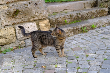 Obraz premium adult young homeless stray cat of whiskas color walks outdoor on ancient paving stones, concept of survival of abandoned animals in city, sterilization and treatment of cats, pet shelters