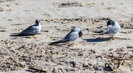 The beauty of the Yellow-billed tern found in Barra de Tramandaí in Rio Grande do Sul, Brazil.	