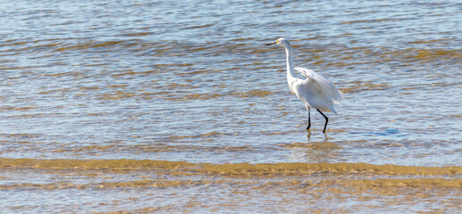 Photograph of a Snowy egret. The bird was found on the beach of Tramandaí, in Rio Grande do Sul, Brazil.	