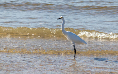 Photograph of a Snowy egret. The bird was found on the beach of Tramandaí, in Rio Grande do Sul, Brazil.	