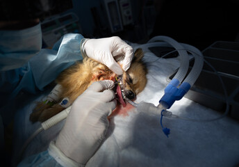 In the light of a surgical lamp, a veterinarian cleans the teeth of an anesthetized dog. The dog...
