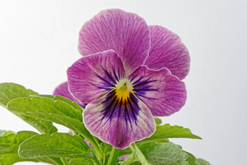 Viola or Pansy flower in close up