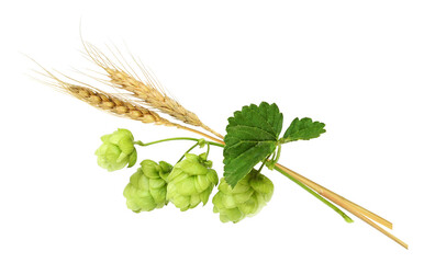 Hops with green cones and barley isolated on white or transparent background. Beer ingredients.