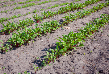 Row of beets growing in the field