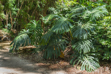 Monstera plant in tropical forest, botanical garden