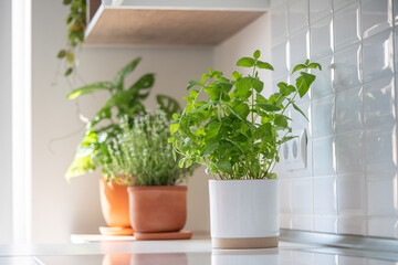 Fresh aromatic garden herbs in terracotta pot in the kitchen, selective soft focus. Seedling of herbal plants for healthy cooking - thyme and mint. Home gardening and cultivation - obrazy, fototapety, plakaty