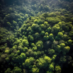 Green Forest Aero View