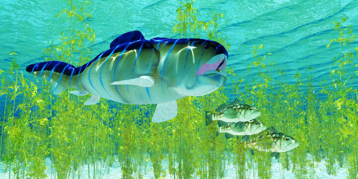 Dunkleosteus hunts Kelp Bass - Dunkleosteus was a carnivorous placoderm fish that lived in the seas of the Devonian Period.