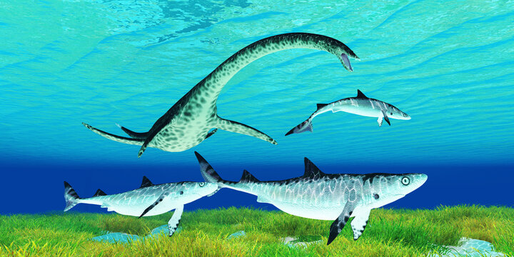 Styxosaurus hunts Prehistoric Sharks - A Styxosaurus Plesiosaurus predator hunts Hybodont sharks during the Cretaceous Period.
