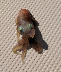 Baby octopus aboard 