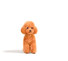 Sitting cute toy poodle