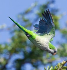 Monk Parakeet