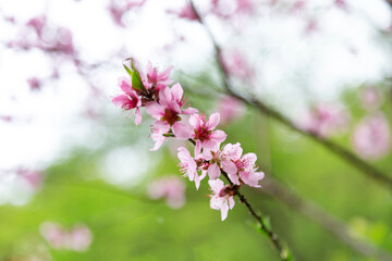 Fototapeta premium Pink almond blossom branch in spring in Borjomi, Georgia