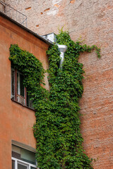 house is made red brick and climbing plants on wall and tin downpipe. exterior design and architecture, landscaping and decoration of building. green ivy wall surface. suburban real estate courtyard