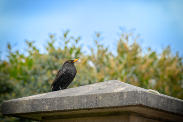 Beautiful picture of the peaceful black bird.