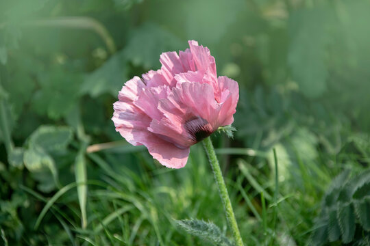 Pink poppy flower on the field close up. Pink opium poppy flower or Papaver Somniferum blooming