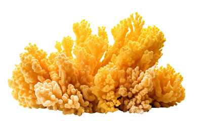sea coral, coral reef on the transparent background PNG. Top view. AI generative.
