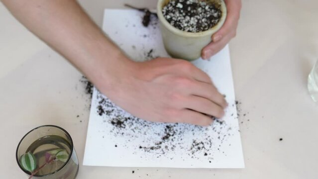 transplantation of houseplants. in the pot pour earth mixed with perlite. 