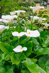 White calla lily (Zantedeschia aethiopica), group blooming with vegetation background