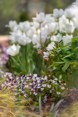 flowers in the garden