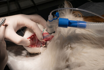 The veterinarian cleans the teeth of a cat under anesthesia in the light of a surgical lamp. The...