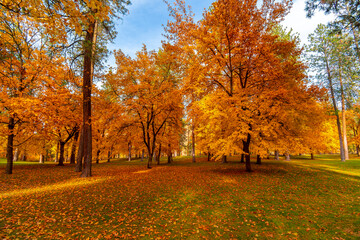 Naklejka premium Falls colors on the trees during autumn at High Bridge Park in Spokane, Washington, USA. 