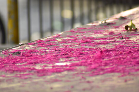 camino tapizado de petalos rosa
