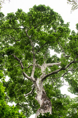 Fototapeta premium Big tall green tree