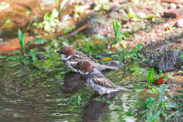 Spanish sparrow males, (Passer hispaniolensis hispaniolensis), showering in a puddle, Tenerife, Canary islands