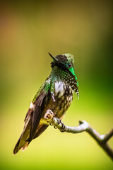 Beija-flor Topetinho-verde