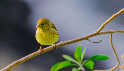 Atlantic canary (Serinus canaria), on a branch, in Tenerife, Canary islands