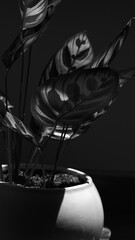 black and white plants