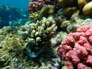 Fototapeta na wymiar Polyp stony coral Acropora tenuis undersea, Red Sea, Egypt, Sharm El Sheikh, Nabq Bay