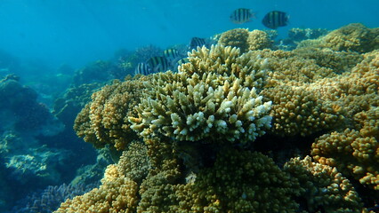 Polyp stony coral Acropora tenuis undersea, Red Sea, Egypt, Sharm El Sheikh, Nabq Bay