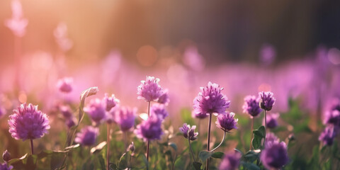 Fototapeta na wymiar beautiful purple wildflowers