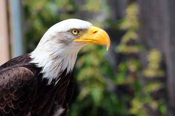 Bald eagle (Haliaeetus leucocephalus), or American Eagle, a bird of prey found in North America.
