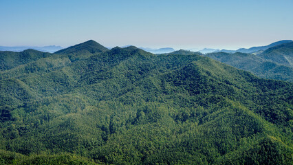 Naklejka premium Background consisting of Atlantic Forest in Serra da Mantiqueira's mountain range, on the way to Marins Peak. Piquete, Sao Paulo, Brazil