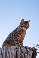A street striped cat sits on a roof against a blue sky on a sunny day, homeless animals © isavira