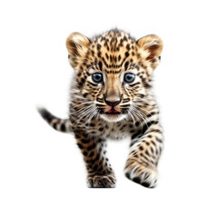 Fototapeta premium Adorable Cute Funny Baby Leopard Animal Running Close Up Portrait Photo Illustration on White Background Nursery, Kid's, Children's room, pediatric office Digital Wall Print Art Nature Generative AI