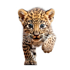 Fototapeta premium Adorable Cute Funny Baby Leopard Animal Running Close Up Portrait Photo Illustration on White Background Nursery, Kid's, Children's room, pediatric office Digital Wall Print Art Nature Generative AI