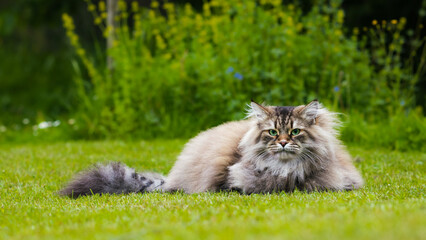 Naklejka na ściany i meble Kot Syberyjski na trawie