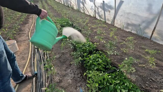 In greenhouse garden, seedling peppers plants are being watered with watering can