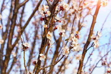 Flowers and flowering trees in early spring, toned. Spring background with copy space