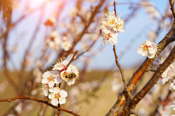 A bee on a fruit tree flower pollinates in early spring, toned. Spring background with copy space