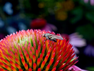 fly on a flower
