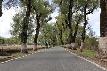 Fototapeta premium Alameda dos Freixos, also known as the most beautiful road of Portugal is a tunnel of ash trees lined up along the road painted with white lime for signage, in Marvao, Portugal