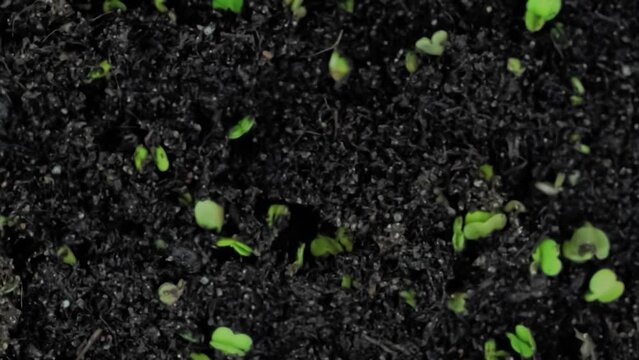 Top view: fresh microgreens arugula, rucola sprouts growing: timelapse, close up view, macro. Spring, germination, background, growth, healthy food and time lapse concept