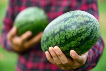 Watermelon fruit holding by farmer hand in summer season, Tropical fruit